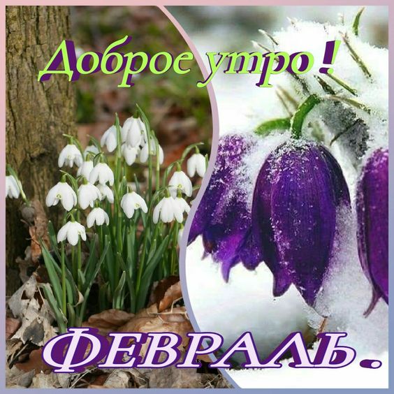 Доброе утро февраля картинки доброго утра
