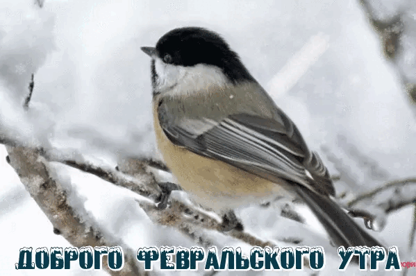Доброго утра февраля и хорошего дня