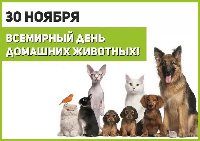 Картинки и открытки с Днем домашних животных 84 открытки